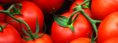 Nederlandse tomaat is wereldkampioen