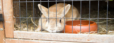 Wakker Dier wil dierenwelzijnskeurmerk konijnenvlees