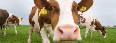 37.000 burgers steunen roep om grazende koeien
