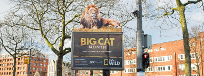 Big Cat Month: leeuw op billboard van National Geographic