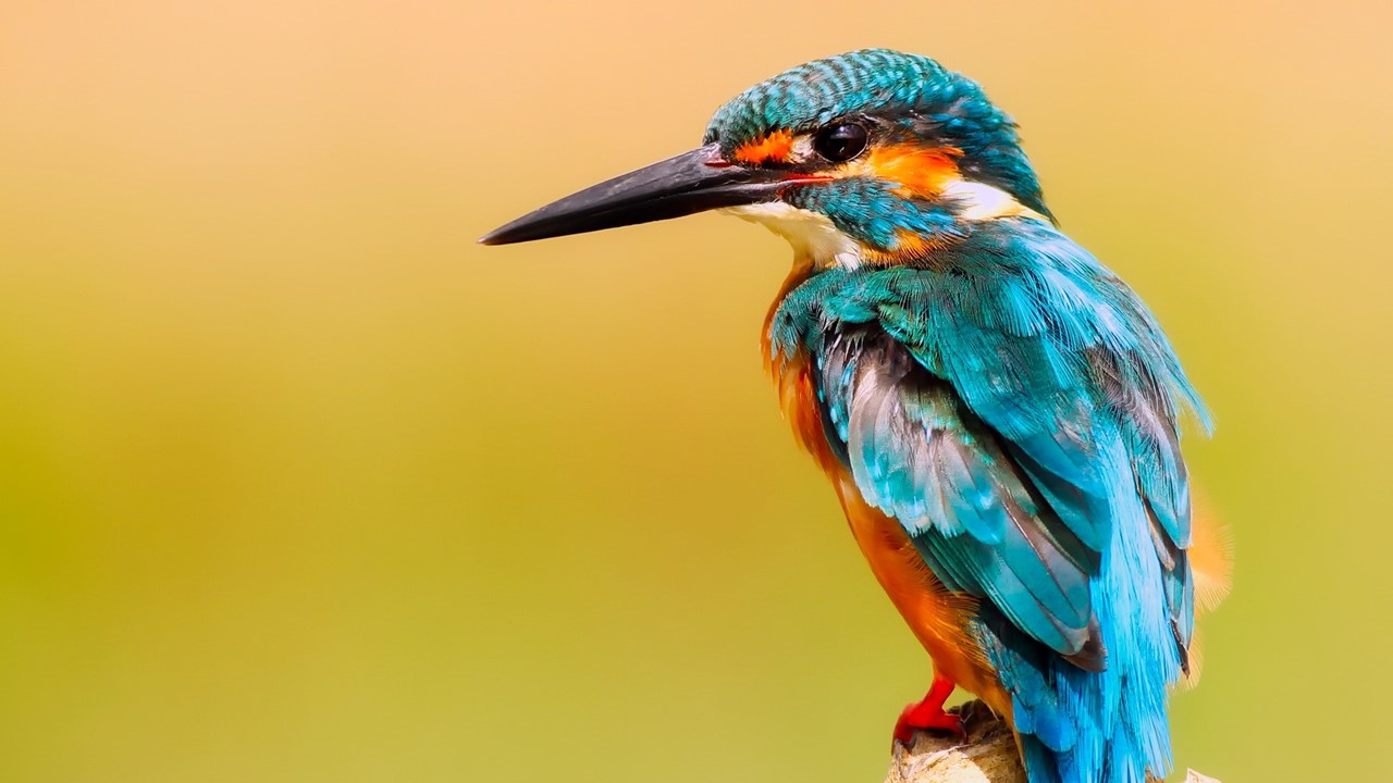 Vogelbescherming Nederland kiest voor Gardeners