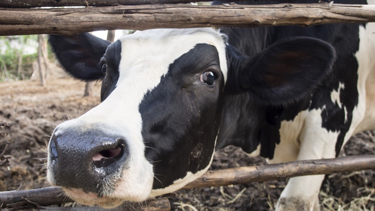 Ook Fristi, Activia en Melkan aangepakt door Wakker Dier om sloopmelk