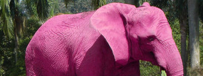 De Roze Olifant In De Kamer Marketingtribune Media